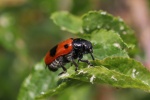 Ameisensackkfer (Clytra laeviuscula)