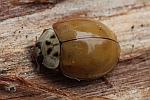 Asiatischer Marienkäfer (Harmonia axyridis)