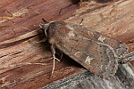 Sptsommer-Bodeneule (Xestia xanthograph)