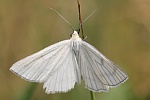 Hartheuspanner (Siona lineata) Hartheuspanner (Siona lineata)