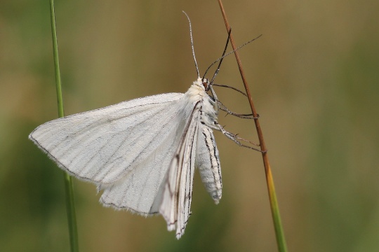 Hartheuspanner (Siona lineata)