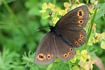 Rundaugen Mohrenfalter (Erebia medusa)