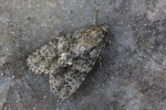 Ampfer-Rindeneule (Acronicta rumicis)