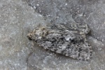 Ampfer-Rindeneule (Acronicta rumicis)