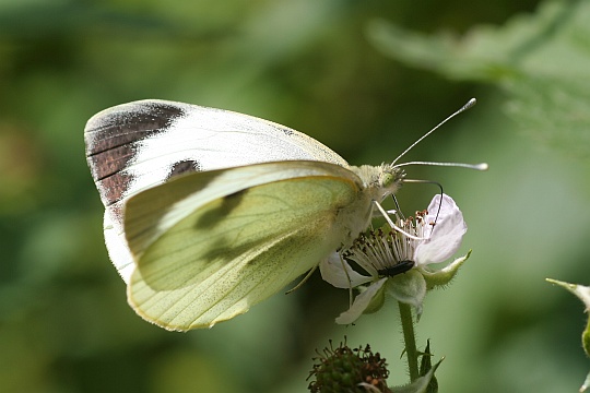 Groer Kohlweiling (Pieris brassicae)