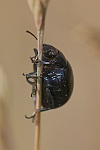 Blauer Wegerich-Blattkfer (Chrysolina haemoptera)
