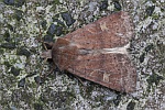 Sptsommer-Bodeneule (Xestia xanthograph)