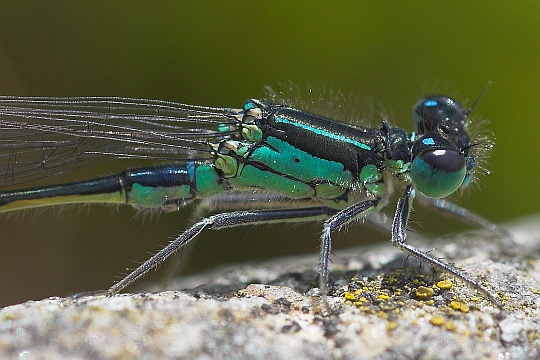 Groe Pechlibelle (Ischnura elegans)