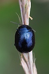 Blauer Wegerich-Blattkfer (Chrysolina haemoptera)