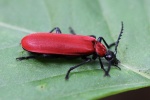 Scharlachroter Feuerkfer (Pyrochroa coccinea)