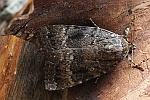 Pyramideneule (Amphipyra pyramidea)