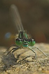 Groe Pechlibelle (Ischnura elegans)