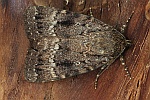 Pyramideneule (Amphipyra pyramidea)
