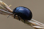 Blauer Wegerich-Blattkfer (Chrysolina haemoptera)