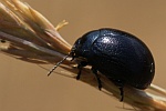 Blauer Wegerich-Blattkäfer (Chrysolina haemoptera)