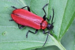 Scharlachroter Feuerkfer (Pyrochroa coccinea)