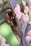 Pyramideneule (Amphipyra pyramidea)