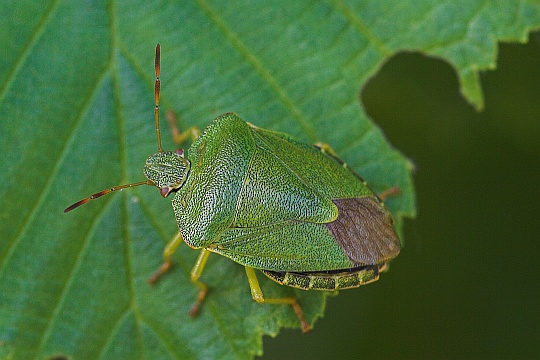 Grne Stinkwanze (Palomena prasina)