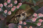 Pyramideneule (Amphipyra pyramidea)