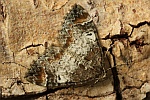 Möndchenflecken-Bindenspanner (Dysstroma truncata)