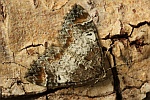 Mndchenflecken-Bindenspanner (Dysstroma truncata)