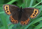 Weibindiger Mohrenfalter (Erebia ligea)