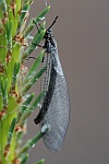Gemeine Ameisenjungfer (Myrmeleon formicarius)