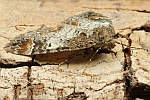 Möndchenflecken-Bindenspanner (Dysstroma truncata)