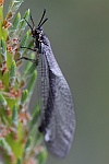 Gemeine Ameisenjungfer (Myrmeleon formicarius)