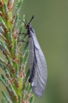 Gemeine Ameisenjungfer (Myrmeleon formicarius) Gemeine Ameisenjungfer (Myrmeleon formicarius)
