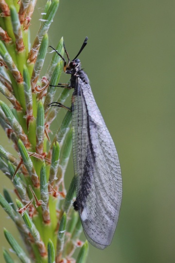 Gemeine Ameisenjungfer (Myrmeleon formicarius)