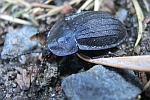 Schwarzer Schneckenjger (Phosphuga atrata)