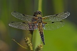 Vierfleck (Libellula quadrimaculata)