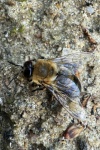 Honigbiene (Apis mellifica)