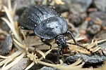 Schwarzer Schneckenjger (Phosphuga atrata)