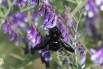 Groe Holzbiene (Xylocopa violacea)