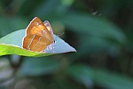 Nierenfleck-Zipfelfalter (Thecla Betulae)
