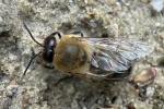 Honigbiene (Apis mellifica)