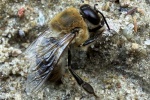 Honigbiene (Apis mellifica)
