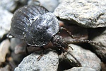 Schwarzer Schneckenjger