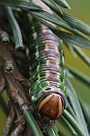 Kiefernschw�rmer (Sphinx pinastri)