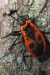 Feuerwanze (Pyrrhocoris apterus)