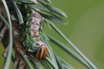 Kiefernschw�rmer (Sphinx pinastri)