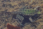 Teichfrosch (Rana esculenta)