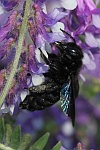 Groe Holzbiene (Xylocopa violacea)