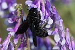 Groe Holzbiene (Xylocopa violacea)