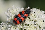 Zottiger Bienenkfer (Trichodes alvearius)