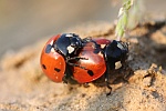 Siebenpunkt-Marienkfer (Coccinella septempunctata)