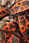Feuerwanze (Pyrrhocoris apterus)