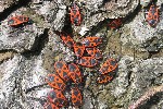 Feuerwanze (Pyrrhocoris apterus)